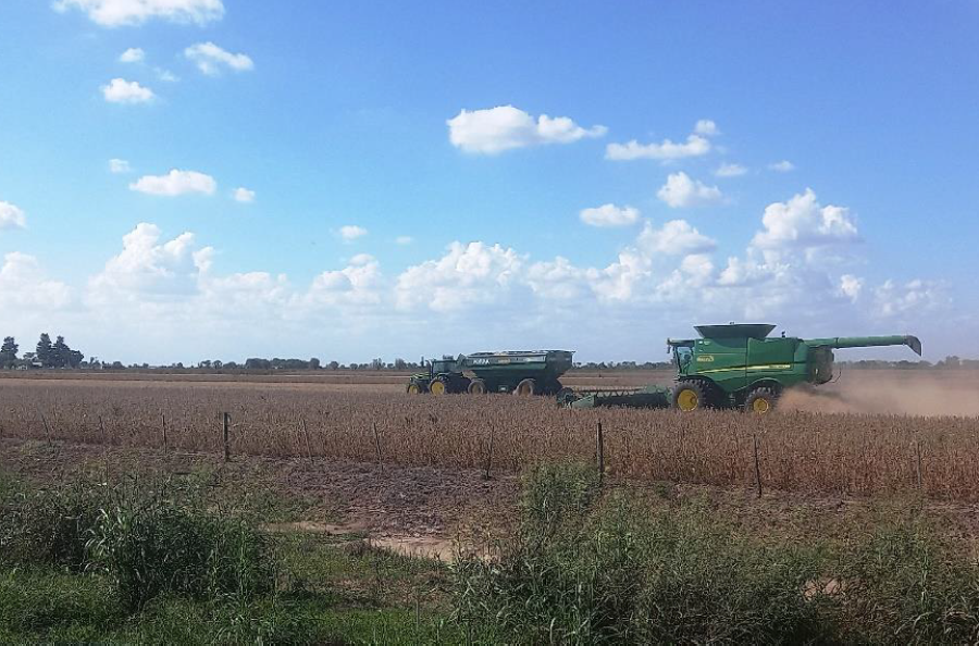 Lote con soja temprana (de primera) en pleno proceso de cosecha en el centro del departamento Castellanos.