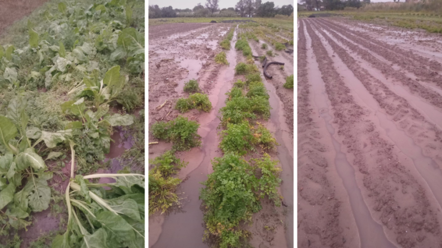 TODO BAJO AGUA. En la zona del Gran Santa Fe, donde las intensas lluvias golpearon el cord&oacute;n productivo, se registraron da&ntilde;os en lechugas, br&oacute;coli, coliflor y otros productos reci&eacute;n implantados.