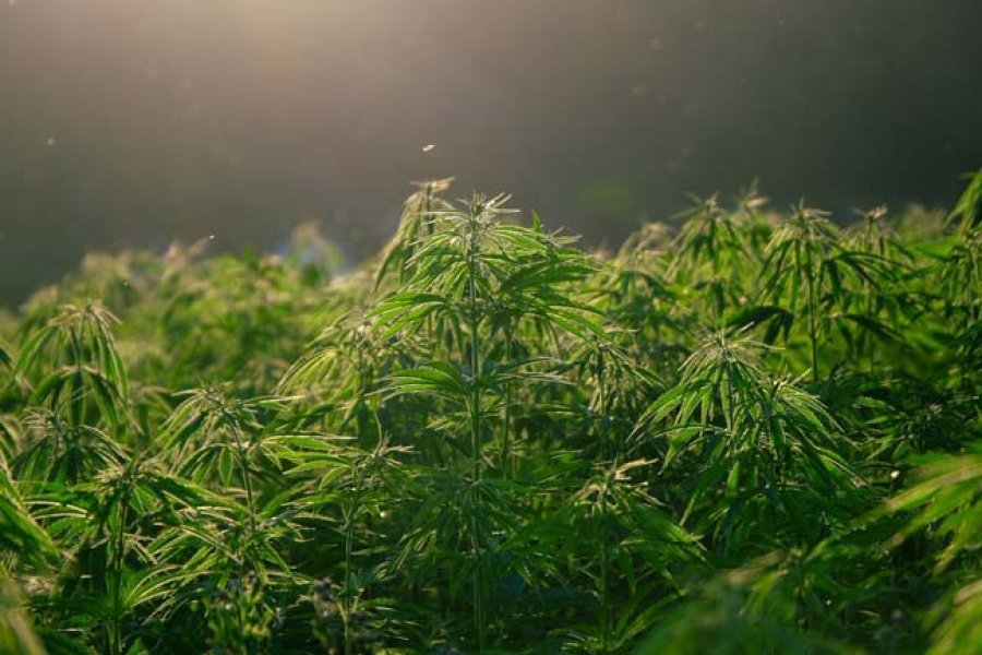 Sustancia psicotr&oacute;pica que se obtiene de la mezcla de hojas y flores secas de la planta de c&aacute;&ntilde;amo &iacute;ndico (cannabis sativa), junto con sustancias arom&aacute;ticas y azucaradas.