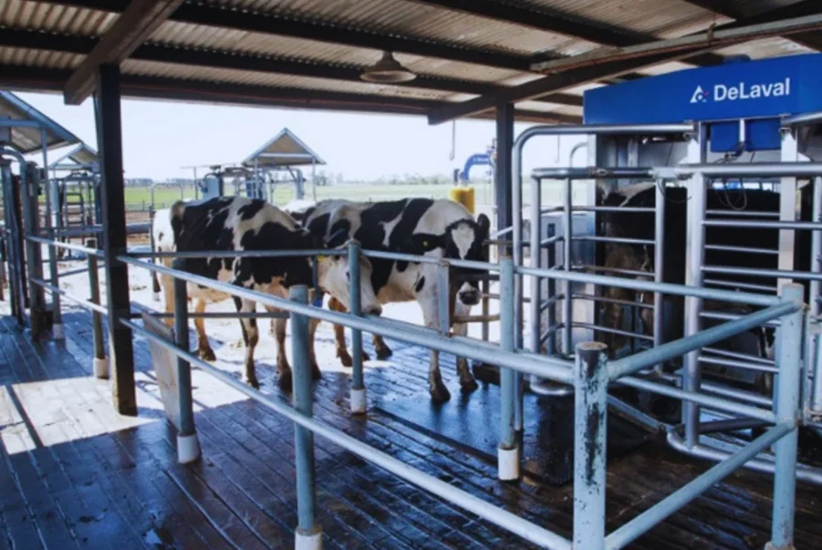 En base a este sistema, la producci&oacute;n se estabiliz&oacute; en torno a los 30.000 litros de leche por hect&aacute;rea. (FOTO INTA RAFAELA)