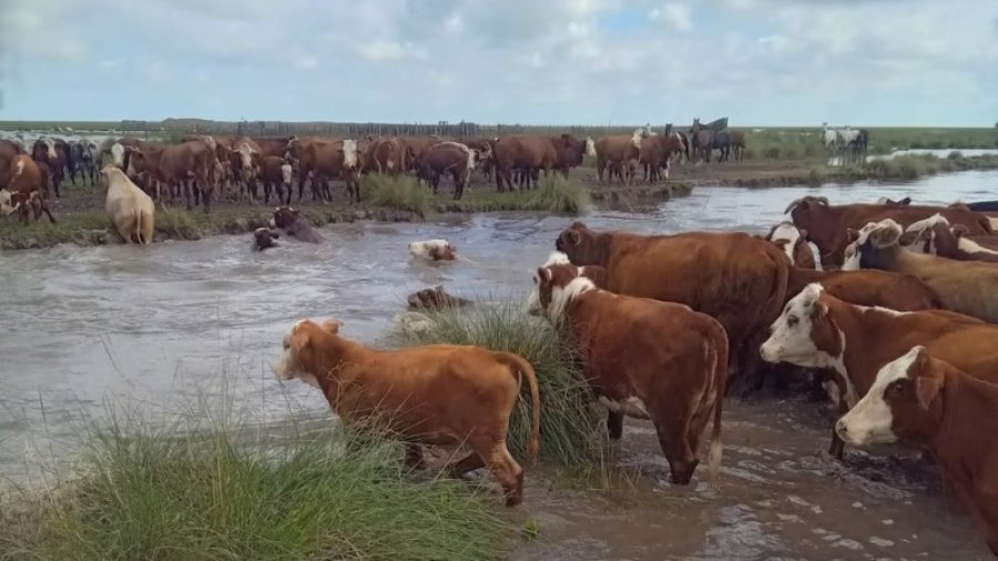 MEDIDA. Santa Fe declar&oacute; la emergencia agropecuaria para los productores del norte afectados por las lluvias.