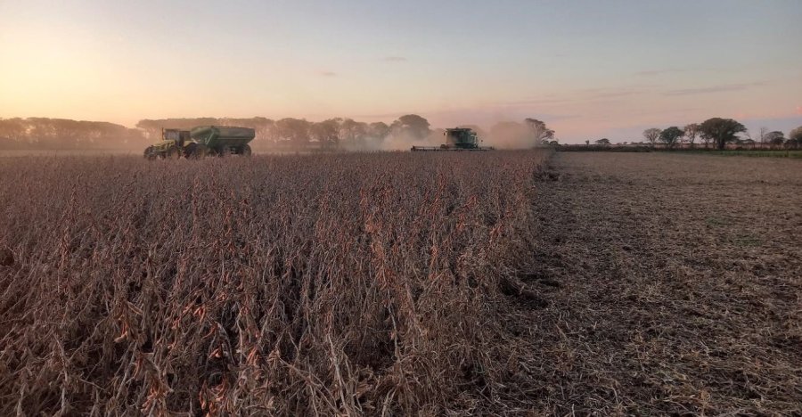 Lote con soja temprana en pleno proceso de cosecha en el centro sur del departamento Castellanos.