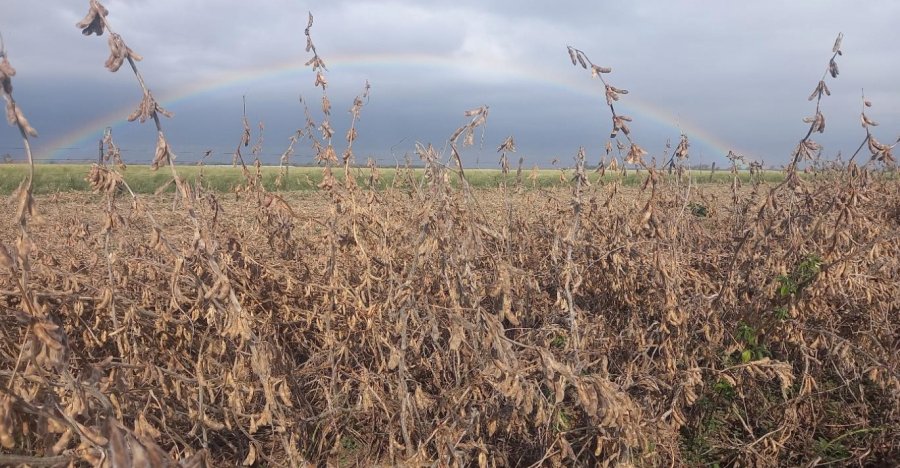 Lote con soja temprana en buen estado durante el comienzo de cosecha en el centro del departamento Castellanos. (FOTO BCSF)