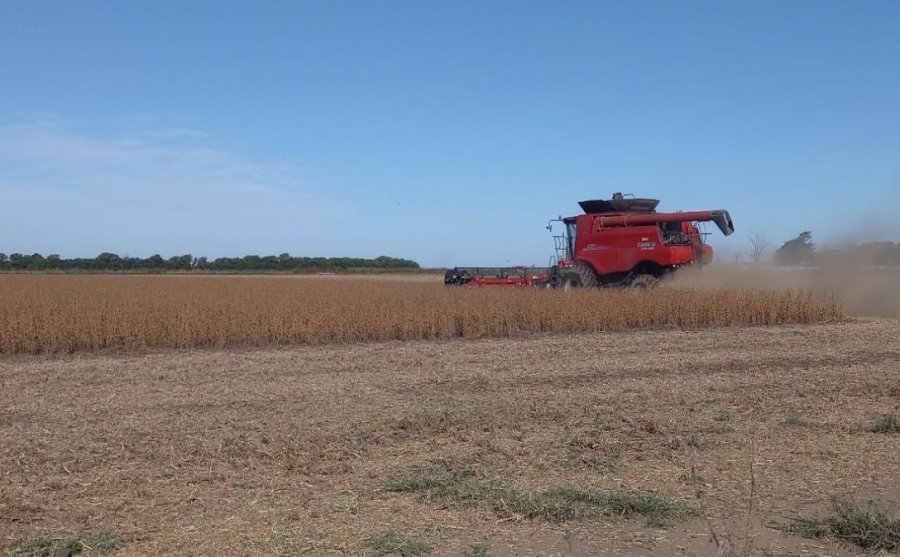 Lote con soja tard&iacute;a, en muy buen estado, en pleno proceso de cosecha en el centro sur del departamento Las Colonias. (FOTO BCSF)