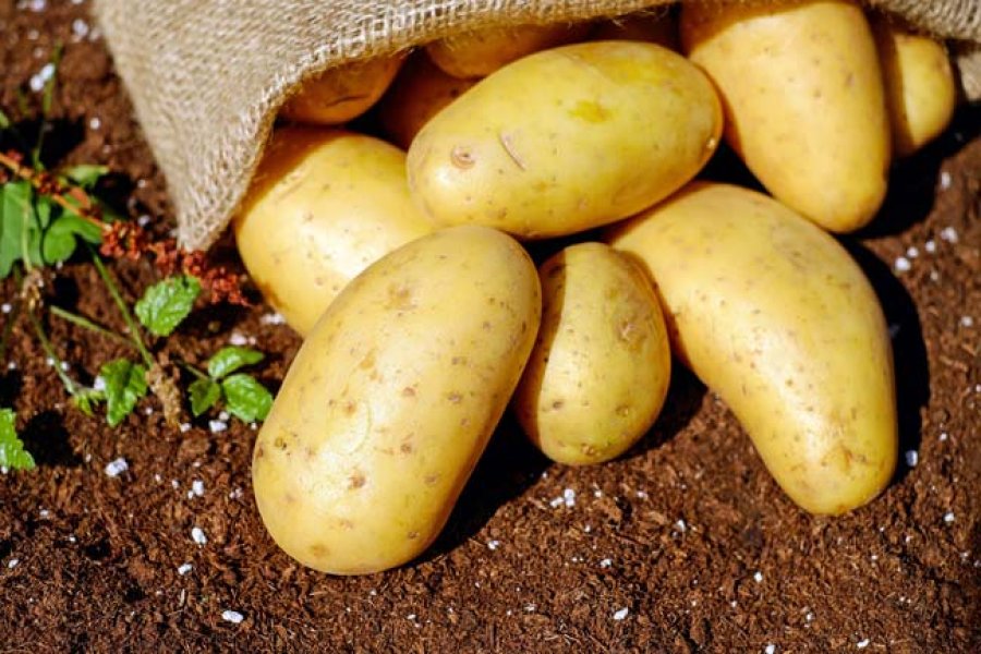Los vegetales configuran el 80% de los alimentos que consumimos.