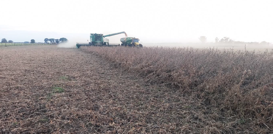 Lote con soja temprana en pleno proceso de cosecha, en muy buen a excelente estado, en el centro del departamento Castellanos.
