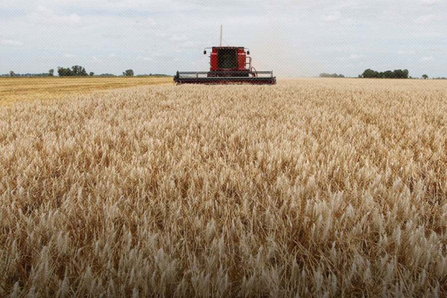 El trigo aport&oacute; casi 28 millones de toneladas en la actual campa&ntilde;a, un m&aacute;ximo hist&oacute;rico para este cultivo.