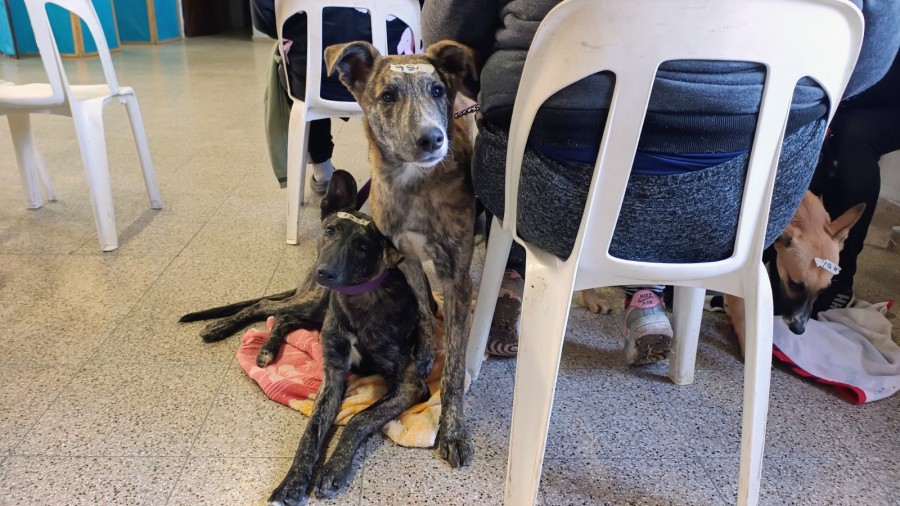 Se castran perros y gatos, machos y hembras, desde los cuatro meses de edad.