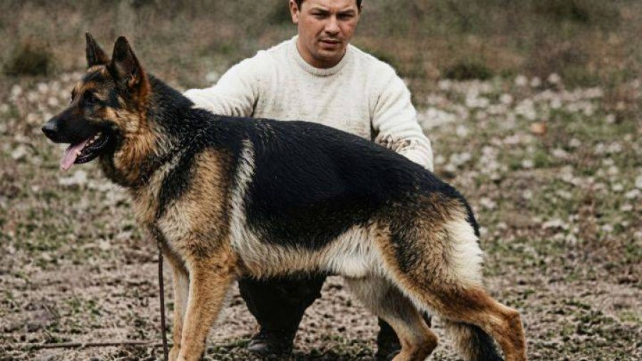 CHONINO. La historia de un ovejero alem&aacute;n que salv&oacute; a sus compa&ntilde;eros marc&oacute; el inicio de una fecha especial dedicada a los caninos y su v&iacute;nculo indisoluble con la sociedad.