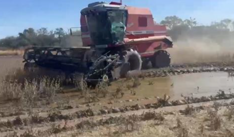 Lote con soja tard&iacute;a (de segunda) en pleno proceso de cosecha con suelos encharcados, en el centro norte del departamento Nueve de Julio. (FOTO BCSF)