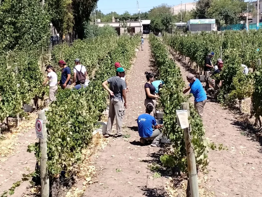 Estudiantes laborando en el vi&ntilde;edo.