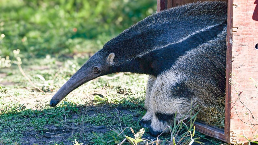 El Ministerio de Ambiente y Cambio Clim&aacute;tico concret&oacute; una nueva liberaci&oacute;n de fauna silvestre.