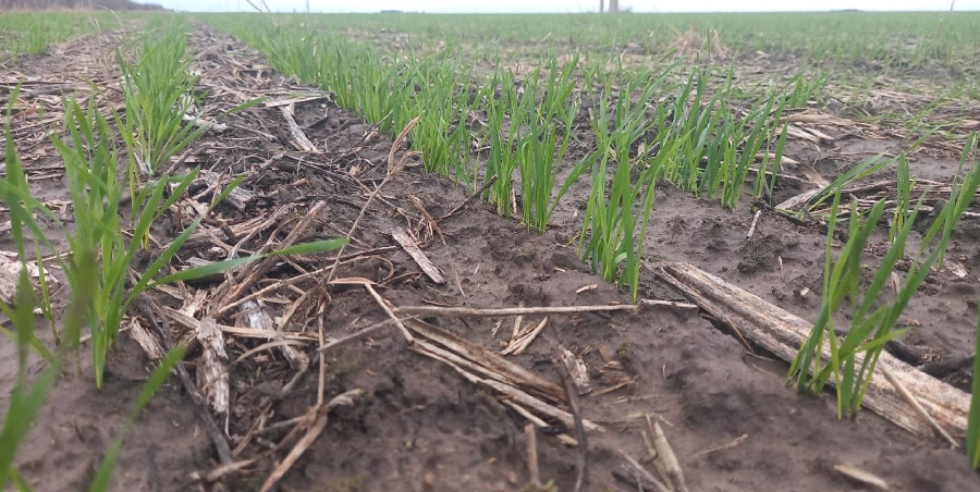 Lote con trigo, con muy buena germinaci&oacute;n, en el sur del departamento Castellanos.