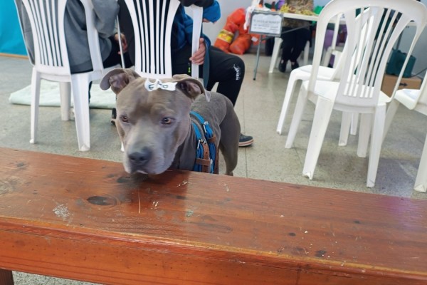 Las castraciones aumentaron casi un 65% en un a&ntilde;o y fortalecen la salud animal en la ciudad