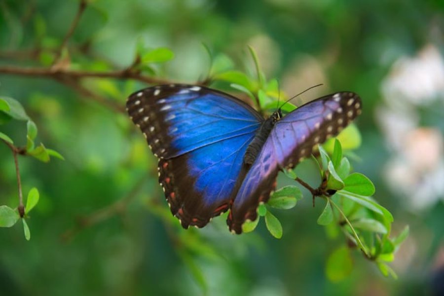 Los bosques contienen m&aacute;s del 80% de la biodiversidad terrestre.
