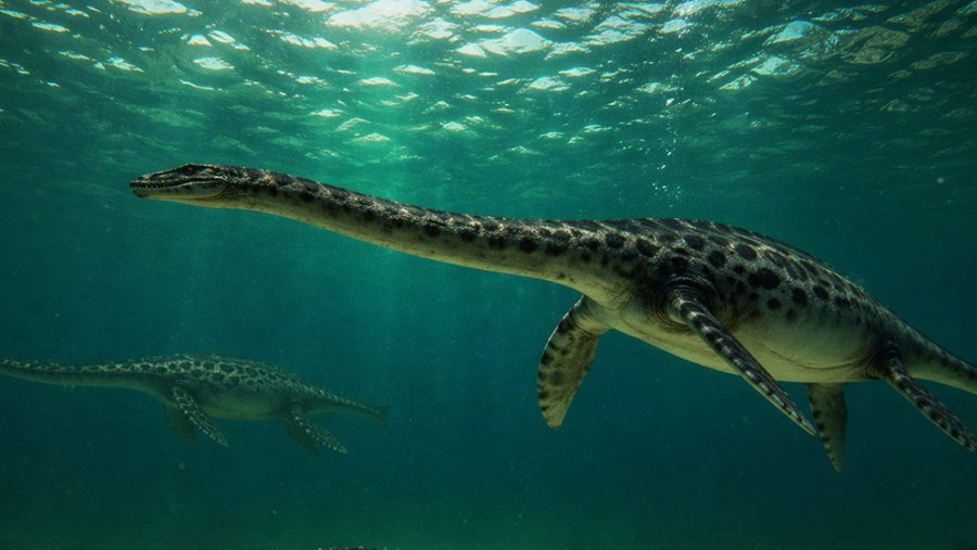 HALLAZGO. Kawanectes lafquenianus, un reptil marino que convivi&oacute; con los dinosaurios entre 200 y 66 millones de a&ntilde;os atr&aacute;s.