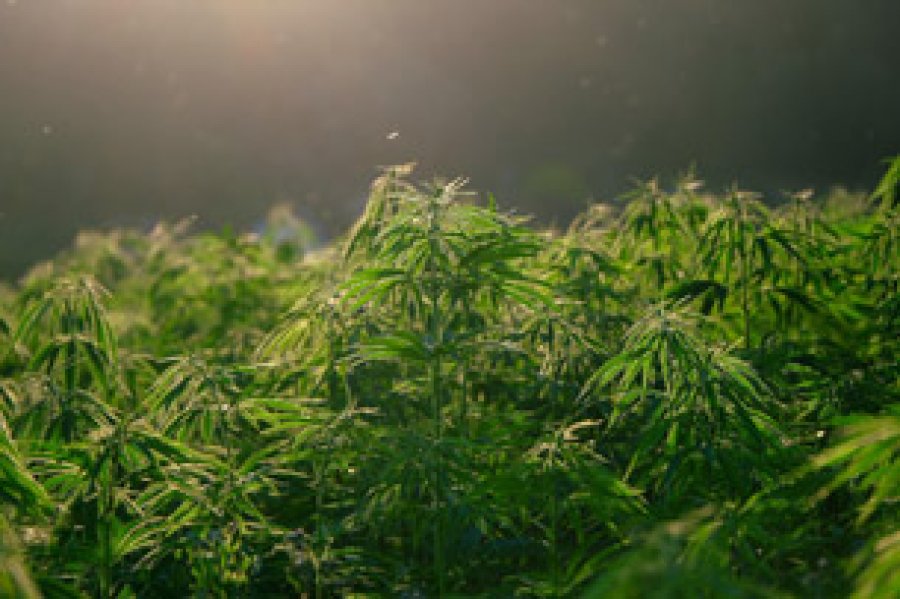 El tráfico de drogas incide negativamente en toda la sociedad.