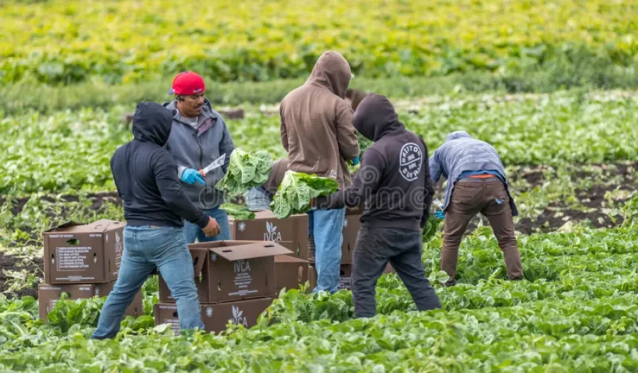 Inmigrantes levantando una cosecha.