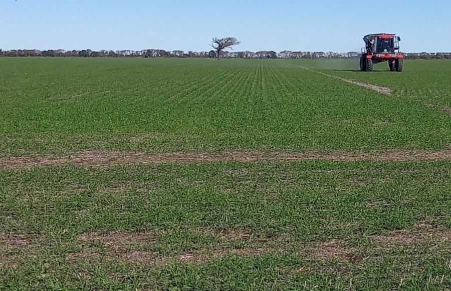 Lote con trigo en desarrollo vegetativo con un muy buen estado, en el centro del departamento Castellanos.