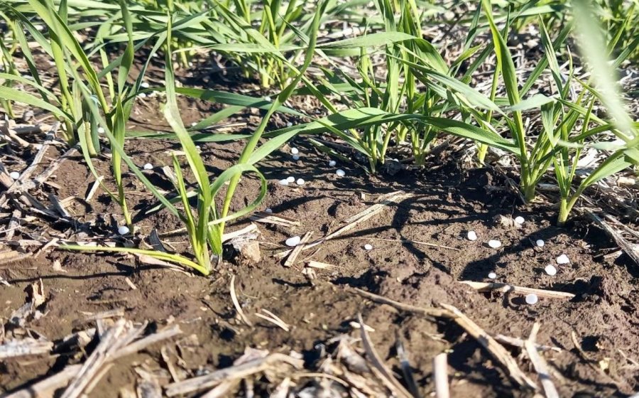 Lote con trigo en pleno proceso de desarrollo vegetativo en el departamento Castellanos.