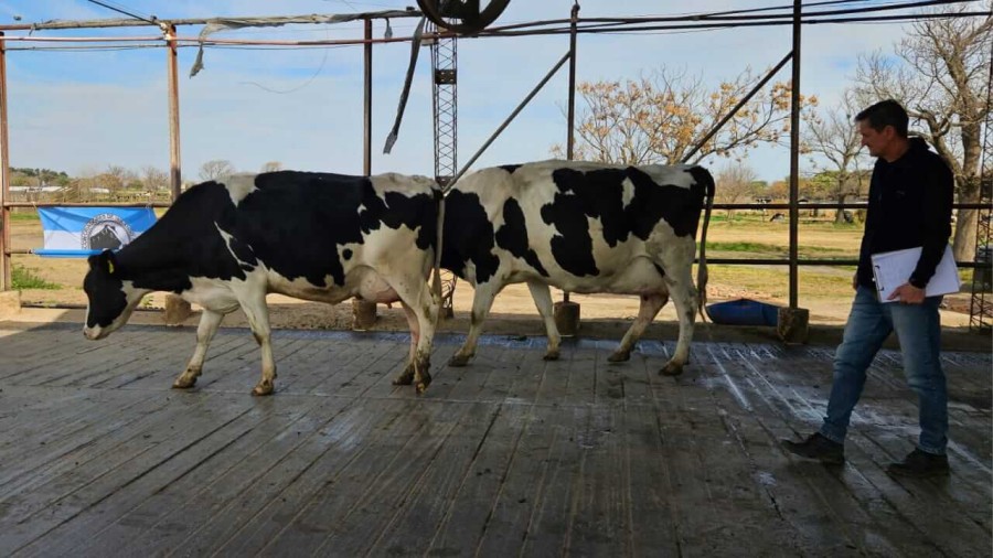 Los productores presentan vacas de primero, segundo, tercero y cuarto parto, adem&aacute;s de un grupo de cinco o m&aacute;s, con la posibilidad de competir tambi&eacute;n por el mejor conjunto.