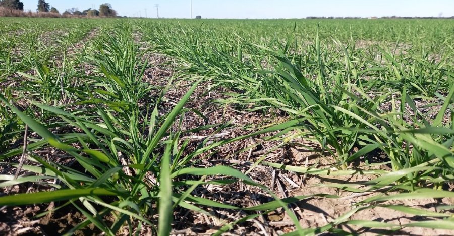Lote con trigo en pleno proceso de desarrollo vegetativo, variedad ciclo largo, en el oeste del departamento Castellanos.