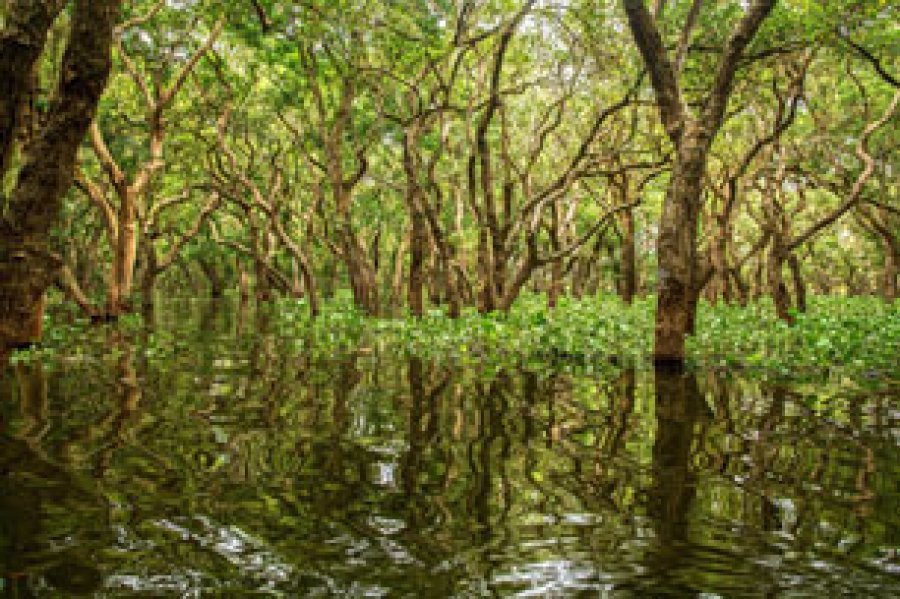 Los manglares son bosques costeros que crecen en regiones tropicales y subtropicales, donde el agua salada del mar se mezcla con el agua dulce de los r&iacute;os.