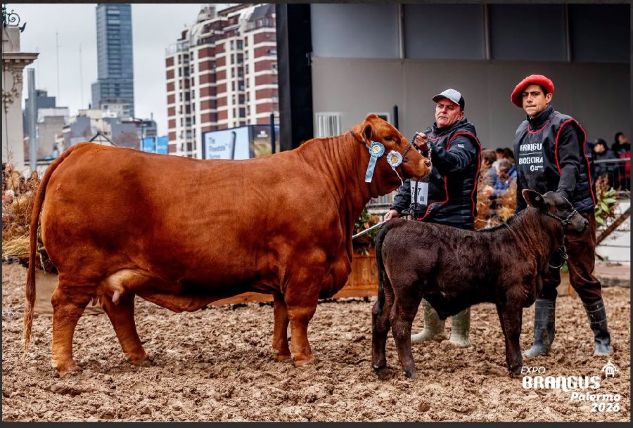 Handrea, campeona vaca mayor.