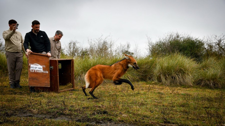 El Gobierno Provincial record&oacute; las recomendaciones para actuar ante el avistamiento de fauna silvestre.