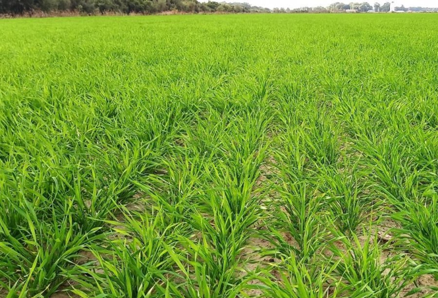 Lotes con trigo en desarrollo vegetativo y con un estado muy buen a excelente en el centro sur del departamento San Justo.