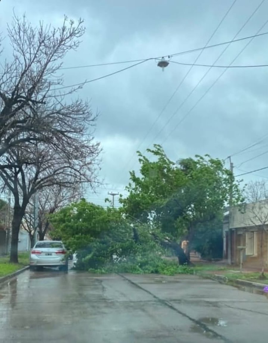 Un &aacute;rbol de importantes dimensiones se cay&oacute; sobre la cinta asf&aacute;ltica, sobre calle Maip&uacute;, antes de llegar a Rosario