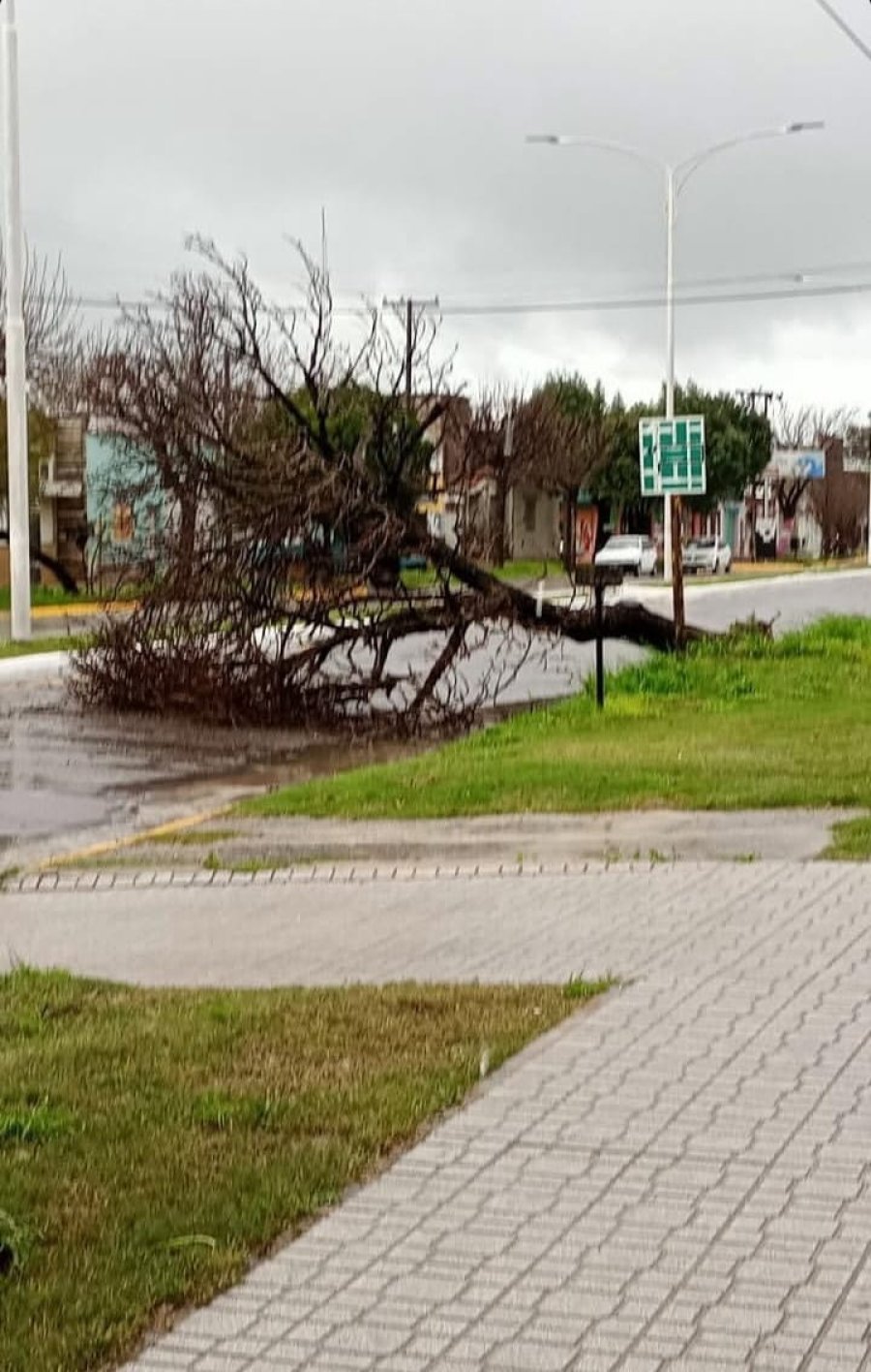 Otro &aacute;rbol cay&oacute; sobre el pavimento, a la altura de Bv. Lehmann al 1.300