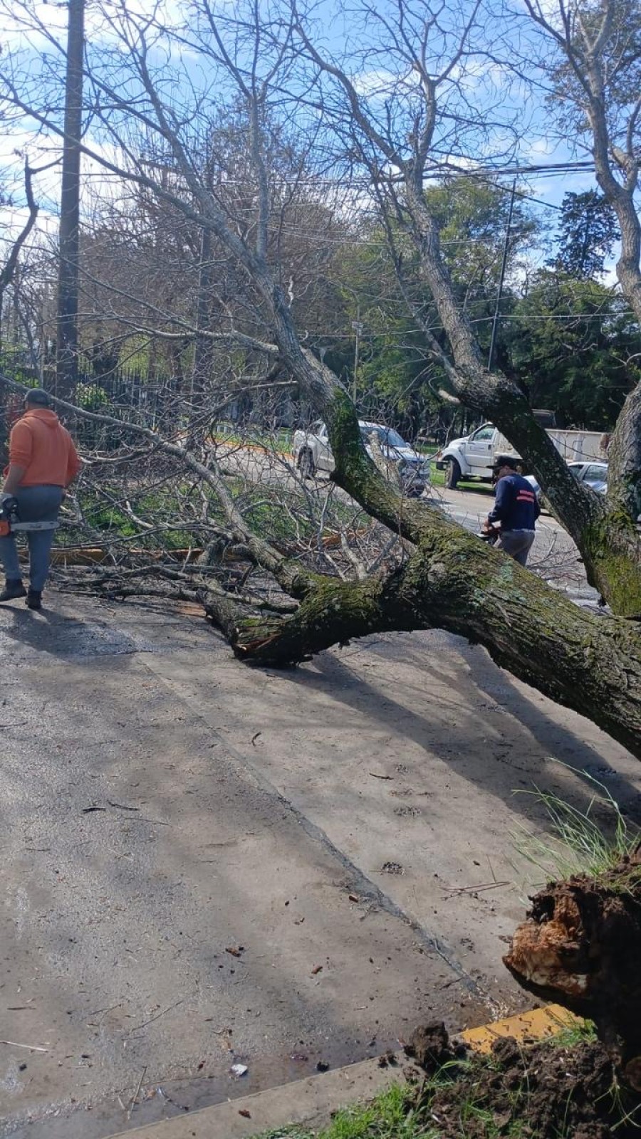 Grave ca&iacute;da de &aacute;rboles por la tormenta.