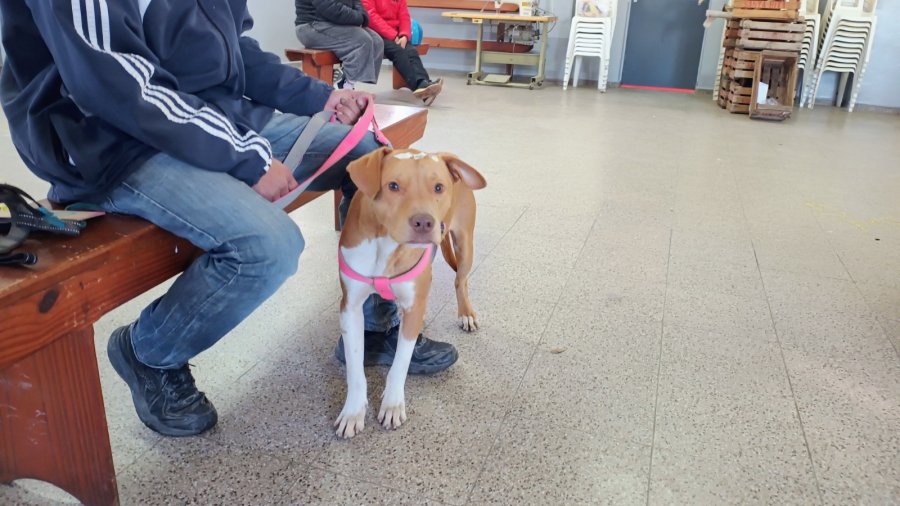 PROGRAMA. El servicio ofrece castraci&oacute;n de perros y gatos, machos y hembras, desde los 4 meses de edad.