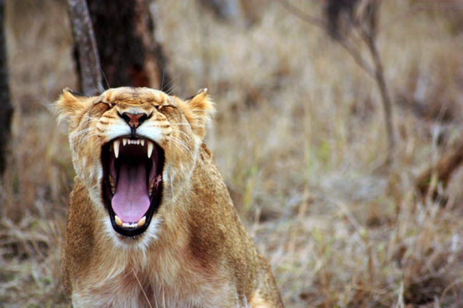 Majestuoso felino que requiere que lo protejan para evitar su extinci&oacute;n.