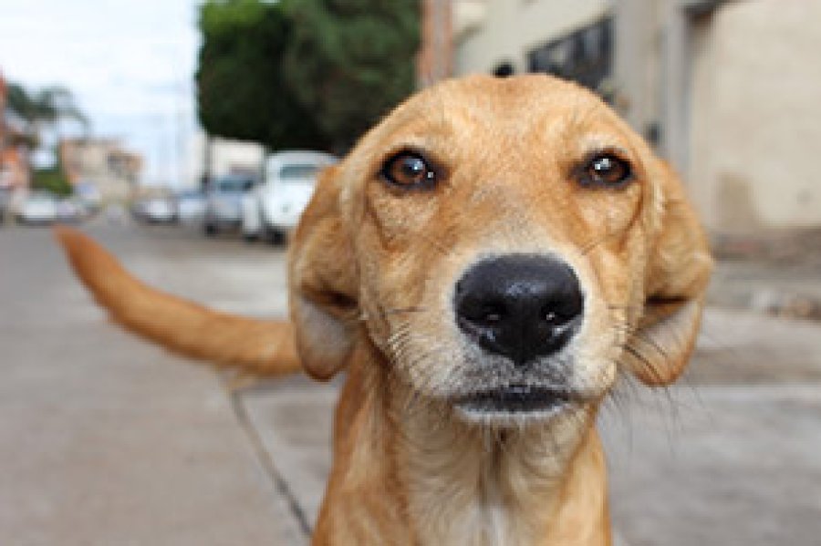 Para cobijar una mascota lo ideal es adoptar algu&acute;n animal sin hogar.