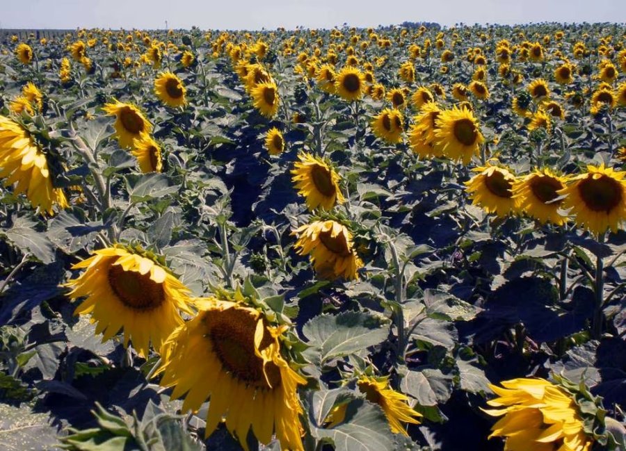 En un cambio de escenario, crece fuerte la siembra de girasol.