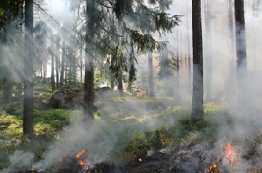 Se busca concientizar a la poblaci&oacute;n de la necesidad de cuidar y preservar nuestros bosques, extremar las precauciones y hacer todo lo posible por evitar los incendios en los bosques.