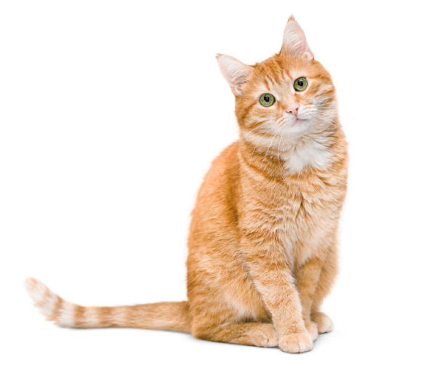 Animales que ya no son considerados simplemente mascotas, sino compa&ntilde;eros y miembros de la familia.