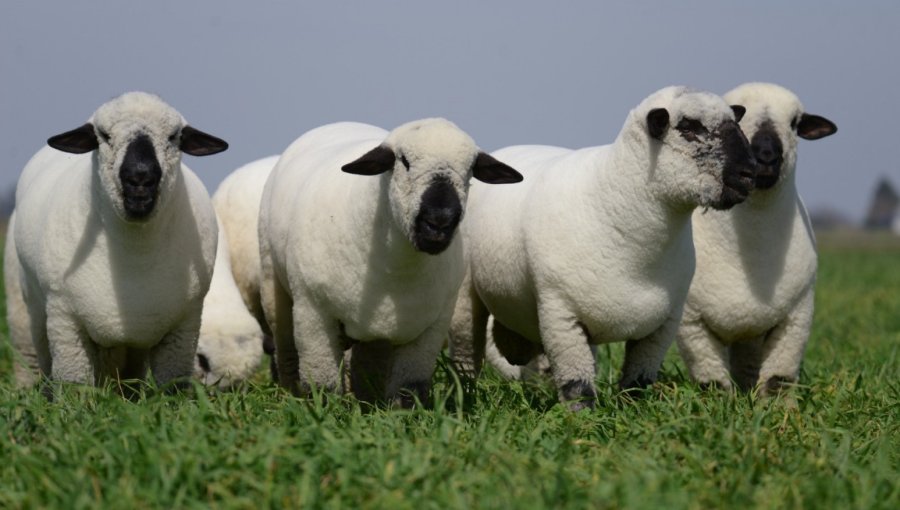 La Uni&oacute;n Europea contin&uacute;a posicion&aacute;ndose como el principal destino de los productos c&aacute;rnicos ovinos.