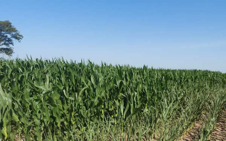 En promedio, el ma&iacute;z temprano bajo riego alcanz&oacute; 16.750 kg/ha, mientras que los lotes en secano obtuvieron 9.452 kg/ha.