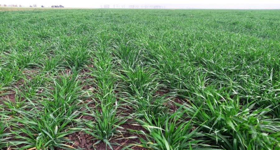 Lotes con trigo en desarrollo vegetativo, en muy buen a excelente estado, en el centro del departamento Castellanos.