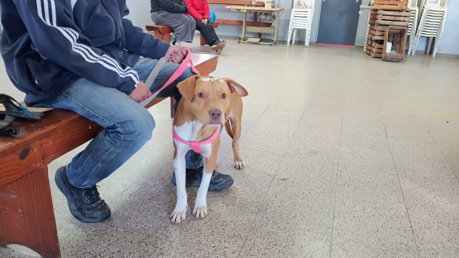 Habr&aacute; castraciones gratuitas para perros y gatos.