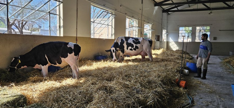 Las primeras vacas Holando Argentino en el Galp&oacute;n de Toros de la Sociedad Rural de Rafaela.