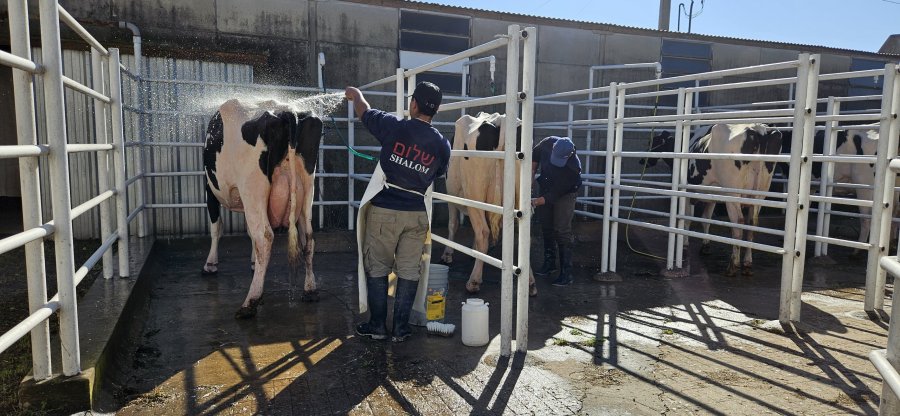 El cuidado de los ejemplares de alta gen&eacute;tica en los corrales de la Sociedad Rural. (FOTO SRR)