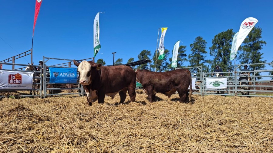 Con su participaci&oacute;n en la Expo Campo & Ciudad, la Cooperativa Guillermo Lehmann volvi&oacute; a darle continuidad a su actividad en el rubro Raza Carne.
