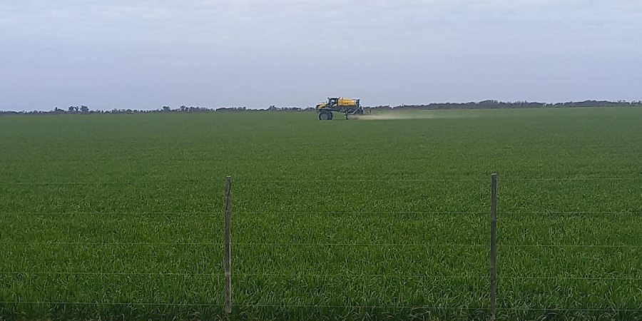 Lote con trigo, variedad ciclo largo, en excelente estado, en pleno proceso de aplicaci&oacute;n de fungicida, en el centro oeste del departamento Castellanos.