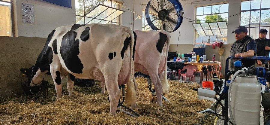 Con los an&aacute;lisis de INTI L&aacute;cteos, las participantes suman puntos a lo largo de cuatro orde&ntilde;os, tanto por la cantidad de litros producidos como por la calidad de la leche, teniendo en cuenta los contenidos de grasa y prote&iacute;na. (FOTO SRR)