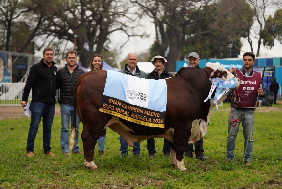 El Gran Campe&oacute;n Macho de raza Braford en la pista central de la Sociedad Rural de Rafaela. (FOTO PRENSA SRR)