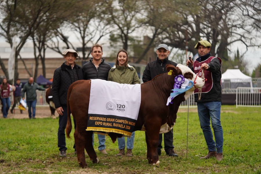 El Reservado Gran Campe&oacute;n Macho de raza Braford en la primera jura de esta raza en la ExpoRural de Rafaela. (FOTO PRENSA SRR)